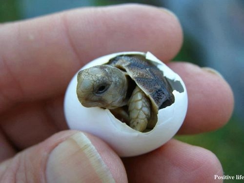 Sweet small turtle
