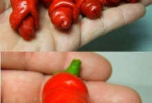 Crazy funny pepper.. (picture tell more than words)