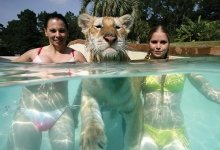Lucky lion with two girls in the pool