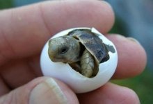 Sweet small turtle