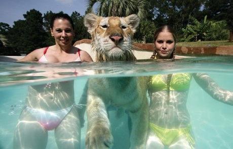 http://24yes.com/gag/Lucky lion with two girls in the pool