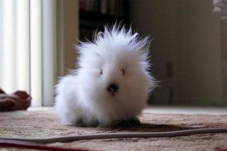 http://24yes.com/gag/Do you know which is this cute animal ?