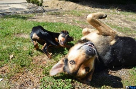 http://24yes.com/gag/Hey you.. ! (crazy dogs and their happy day)